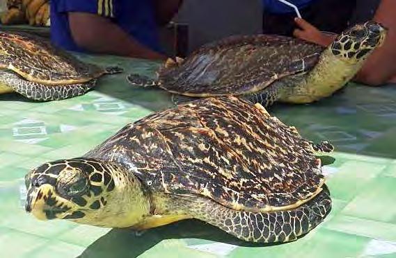 Besides the protection of important nesting sites of the green turtle at the Derawan archipelago, we also have been concerned with the extremely threatened hawksbill turtles in this region.