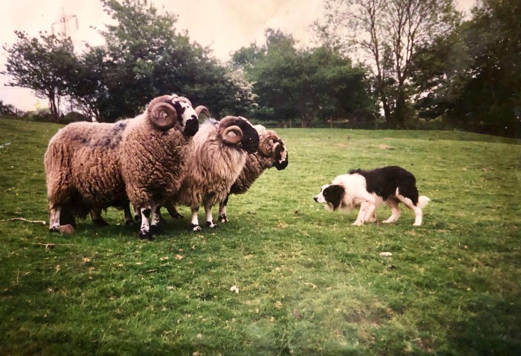 Sale of 44 Working Sheepdogs Saturday 26 th May 2018 at 10:30am At Usk Showground, Gwernesney, Usk, NP15 1DD Monmouthshire Livestock Centre, Bryngwyn,