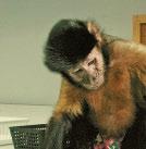 A capuchin monkey can even turn the pages of a book.