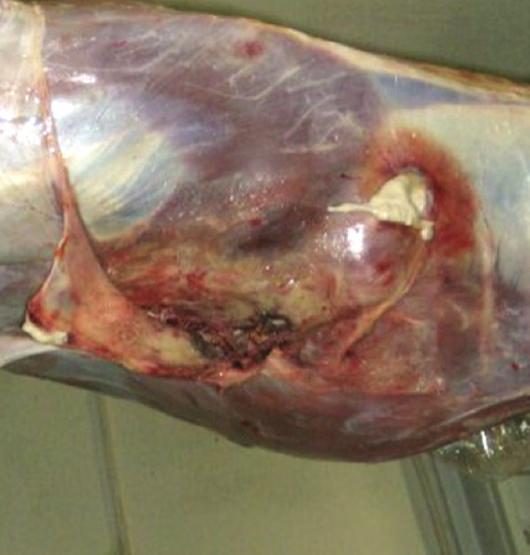 4 Veterinary Medicine International (a) (b) Figure 1: Gross lesions in elk. (b) demonstrates a tuberculous thoracic lesion that has eroded through the body wall.