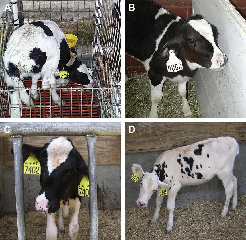 Mycoplasma bovis Infections in Young Calves 151 Fig. 2. Examples of the clinical manifestations of Mycoplasma bovis associated otitis in calves.