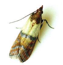 The Indianmeal Moth The Indianmeal Moth (Plodia interpunctella) is a common stored product moth pest, prevalent in food manufacturing facilities and warehouses that are processing grain, nut, or
