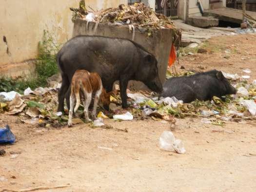 improved sanitation access may be limited, open defecation by humans can spread disease to their neighbors and to domestic animals that roam and scavenge the shared environment.