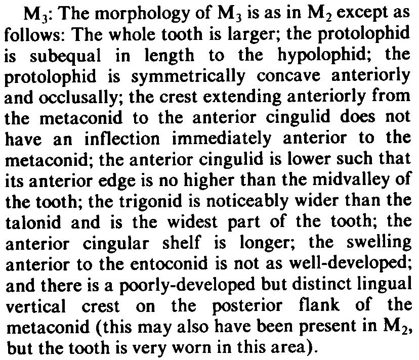 302 MEMOIRS OF THE QUEENSLAND MUSEUM MJ: The morphology of MJ is as in M2 except as follows: The whole tooth is larger; the protolophid is subequal in length to the hypolophid; the protolophid is