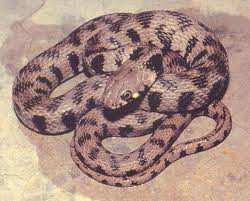 This slender snake has a flat head with small cat like eyes The Blunt Nose Viper This strong snake can grow up to 2 metres long, grey to light brown in colour, yellow tip at the end of