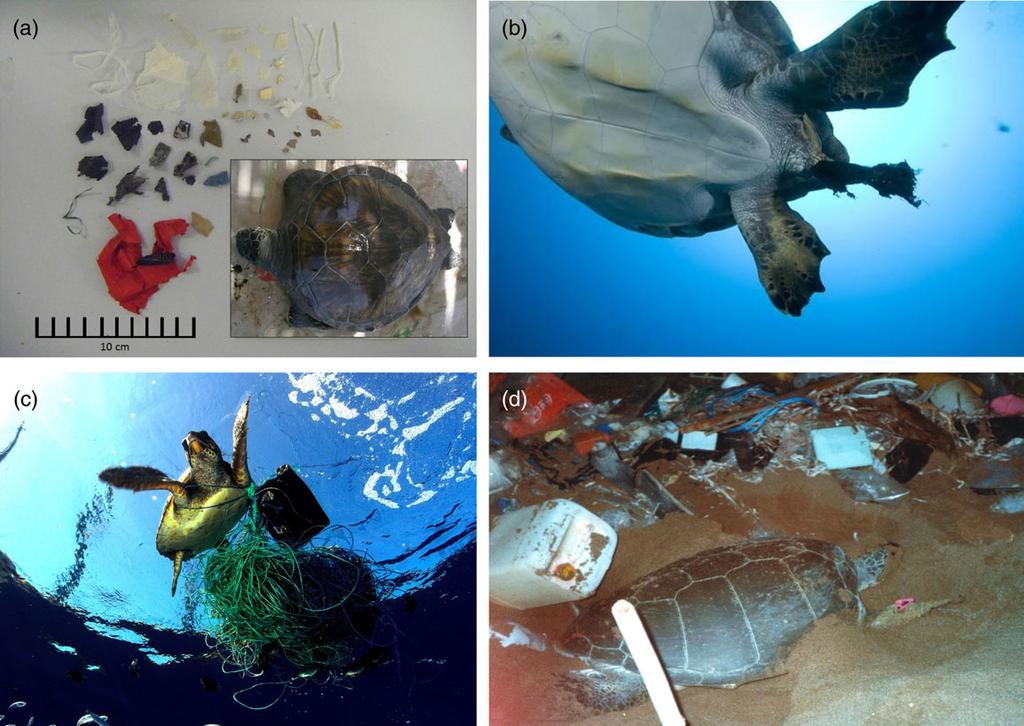 Plastic and marine turtles 171 Figure 2.