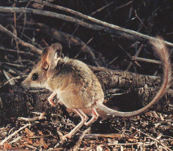 This behaviour may be used also to gain a visual perspective above the underground burrow shelter (Ride, 1970). Kultarrs may spontaneously enter a torpid state (Cronin, 2000; NPWS, 2002).