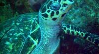 Sea Turtle Protection Status Loggerhead