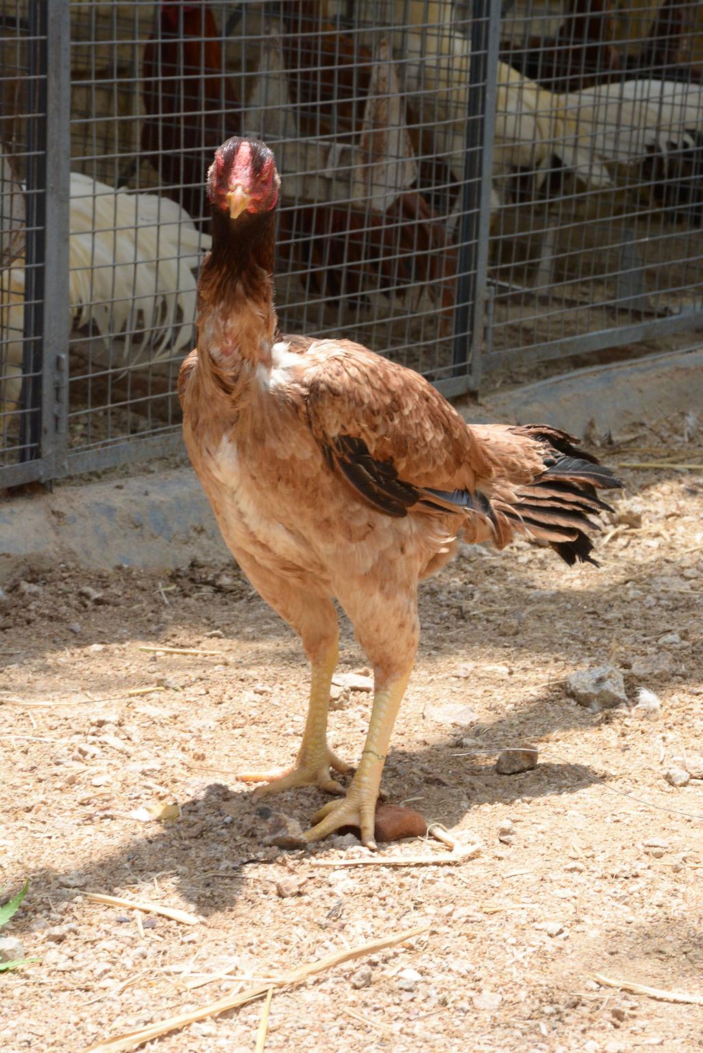 The Aseel chickens were bred for game purpose over the years, evolving the features like compact and firm body structure, strong appendages (spur and toe), firmly attached pea combs, strong legs, etc.