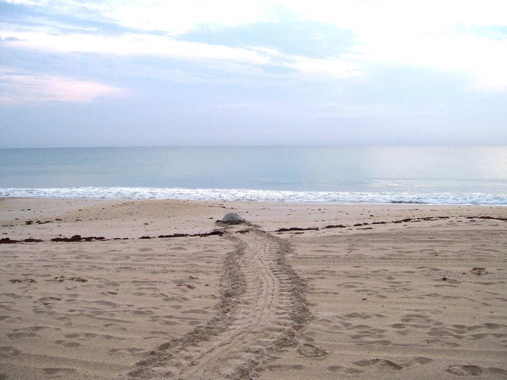 HABITAT CONSERVATION PLAN FOR THE PROTECTION OF SEA TURTLES ON THE ERODING BEACHES OF INDIAN RIVER COUNTY, FLORIDA ANNUAL REPORT - 2007 Prepared in Support of Indian River County s Incidental Take