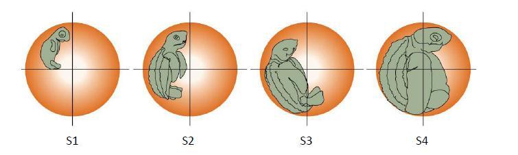Number of hatchlings in-nest: o Alive o Dead Number of un-hatched eggs: o Without embryo o With embryo (see Figure 8): Stage 1 (embryo occupies less than 25% of the egg) Stage 2 (embryo occupies