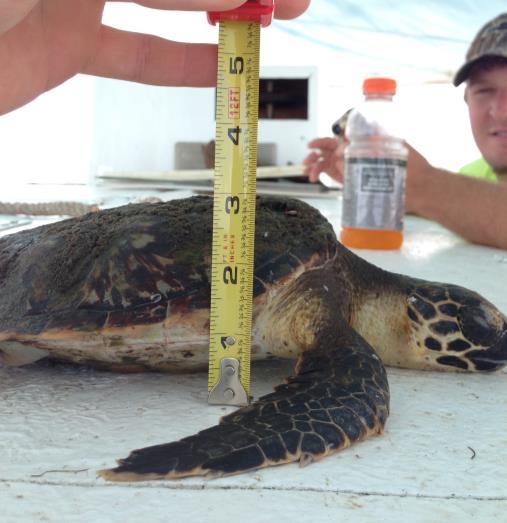 Rare species and species of interest An endangered juvenile Hawksbill Sea Turtle (Eretmochelys imbricata) was captured on September 9, 2015 (Figure 1.12).