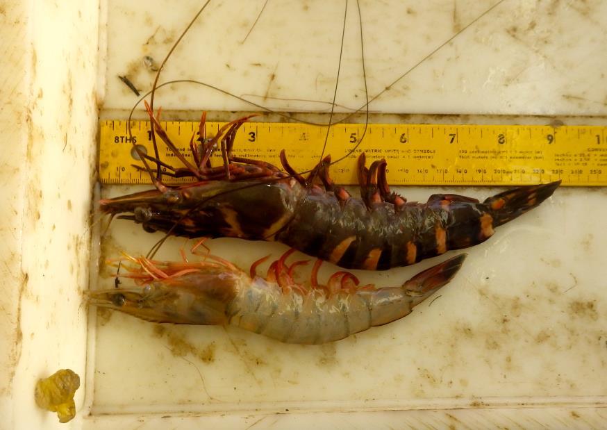 Figure 1.13: Photograph of an invasive Tiger Prawn (above) and a large White Shrimp. The Tiger Prawn was collect during the study in the Gulf of Mexico and measured approximately 23 cm.