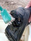 Equipment Disinfection Remove mud Spray w/ disinfectant Dispose of gloves >.75% 1 min. >3% 1 min Next Step?