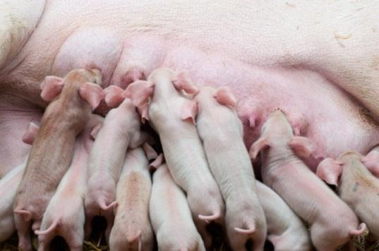 Possible future actions Further studies Reduction of boar taint by breeding, feeding and management techniques (ongoing) Alternatives for traditional productions requiring heavier pigs Prototype for