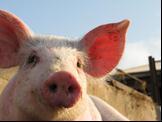The European Declaration - Background 2011 Adoption of a work program to support technical, scientific and educational measures to identify and introduce alternatives to surgical castration of pigs
