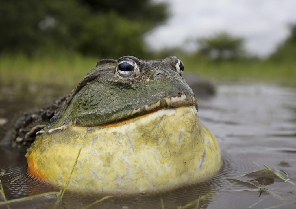 FROGZILLA weighing in excess of a kilogram, The African giant bullfrog, Pyxicephalus adspersus, is the largest frog in southern Africa and one of