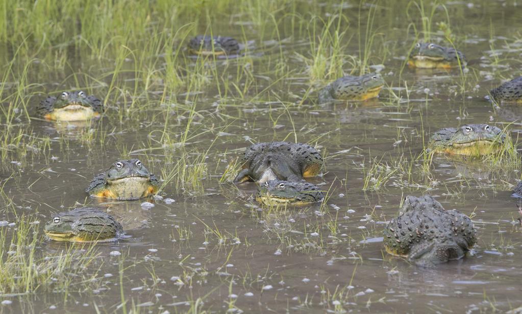The emergence of African bullfrogs is triggered by the first significant rains of summer. During the dry season, bullfrogs live in underground burrows, which they dig with their powerful hind legs.