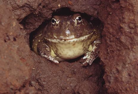 In order to avoid water loss, the frogs wrap themselves in a cocoon of dead Only heavy rains (65mm or more) can penetrate the frogs underground chambers and bring them to the surface.