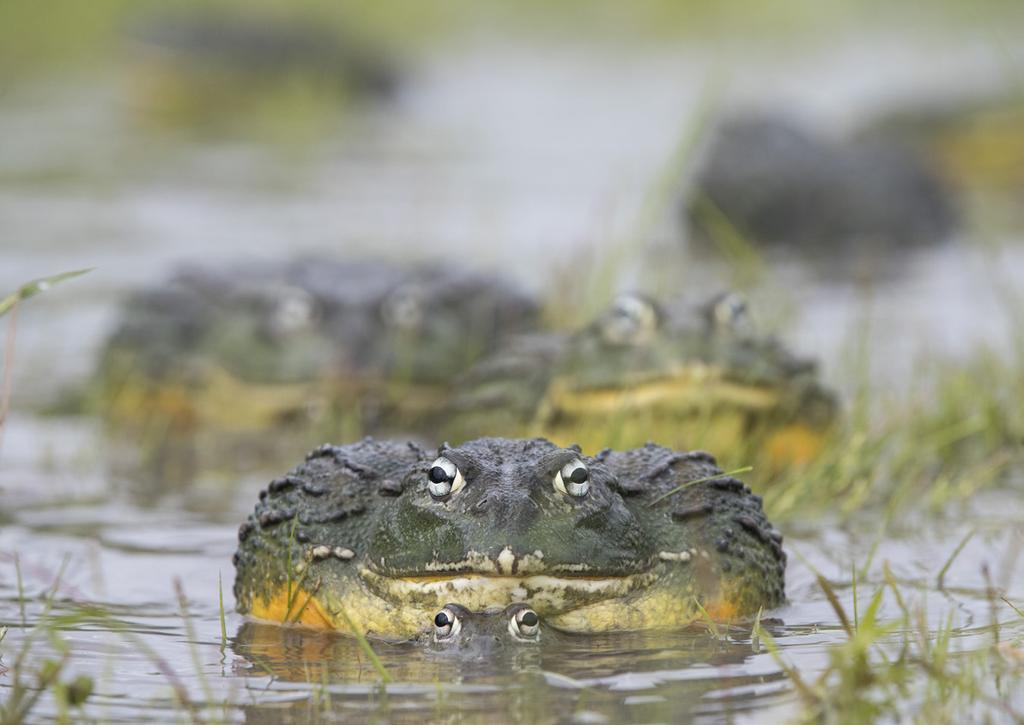 Female bullfrogs lift their hindquarters out of the water during spawning.