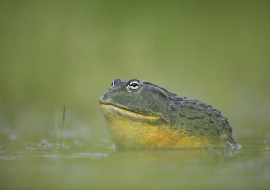 (c) Michael D. Kern / naturepl.com As the waters subside, and mud turns to clay, the frogs return to their underground tombs for a wait that may last several years - until enough rain falls again.