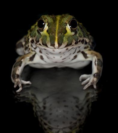 Their ability to aestivate underground during dry conditions allows giant bullfrogs to survive across much of sub-saharan Africa, making them one of the most adaptable amphibians on earth.