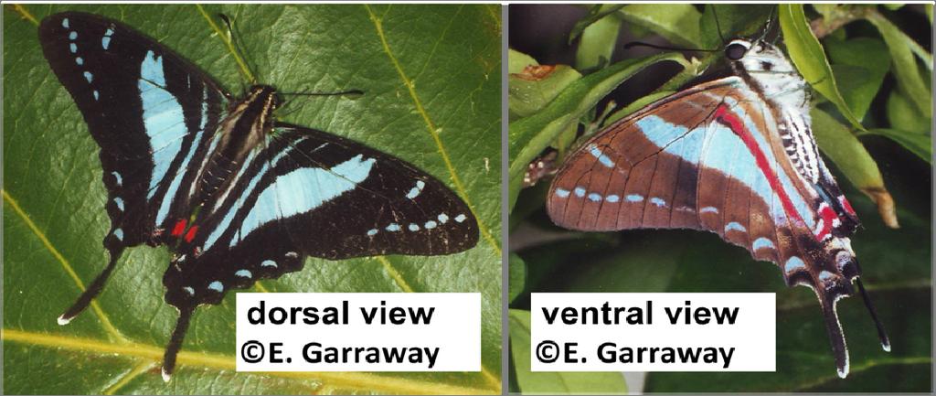 from Roselle/Rozelle, St. Thomas, a known breeding site of the Blue Swallowtail. Development and ecology of the Blue Swallowtail Butterfly have been thoroughly studied by Drs. E.
