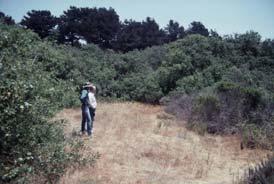 (Refuging) Monterey Pine 7% Habitat at Refuge