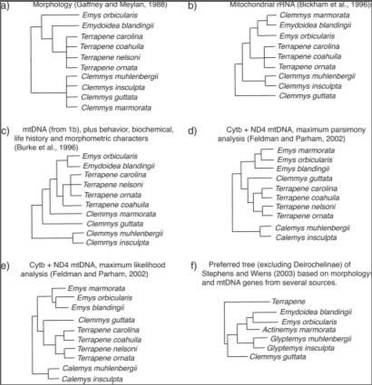 TAXONOMY From Spinks and Shaffer 29 TAXONOMY From