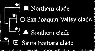 Joaquin Valley Clade