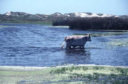water) Cattle Fertilize Ponds (dung) Diet Feed in water