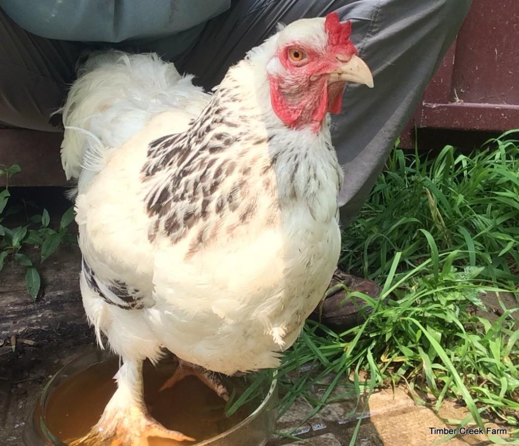 Now that we know some of the factors behind a chicken getting a bumblefoot infection, what do you do? When I took care of the first bumblefoot infection in our flock, I read as much as I could.