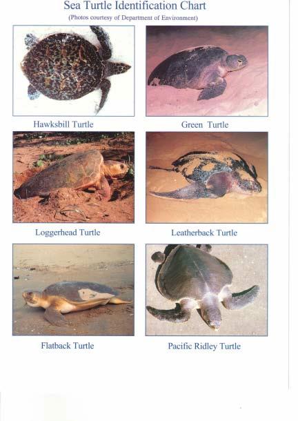 122 Bycatch of Sea Turtles in