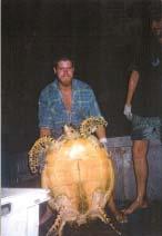 Figure 7 is a photograph of a hawksbill captured during longline operations in the ETBF and photographs of a loggerhead and a small green turtle taken by AFMA observers currently working in the ETBF.