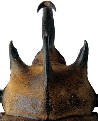 Side of elytron, behind humerus velutinous (short, erect setae). Southern Mexico to Venezuela.. M. elephas (Fabricius) Fig. 5. M. nogueirai apices of pronotal horns curving inwards Fig. 6. M. elephas apices of pronotal horns not curving inwards 6 (3').