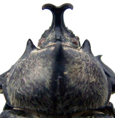 .. 10 9'. Pronotum without median, anteriorly directed horn. Mexico (central Baja California: Cedros Island). M. cedrosa Hardy 10 (9).