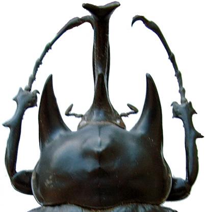 13 (12). Anterior angles of pronotum produced into acute, anteriorly projecting horns (Fig. 13). Color dull or shiny black. Scutellum on disc rugose.