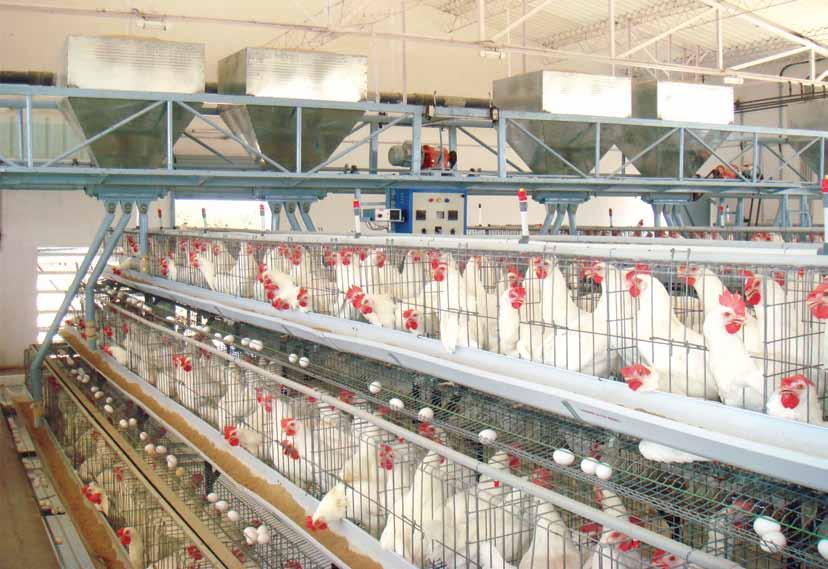 CHAKRA FEED MANAGEMENT ELECTROMATIC FEED SYSTEM CHAKRA s automated feeding system eliminates wastage of feed and intensive labor, which occurs in traditional bird feeding