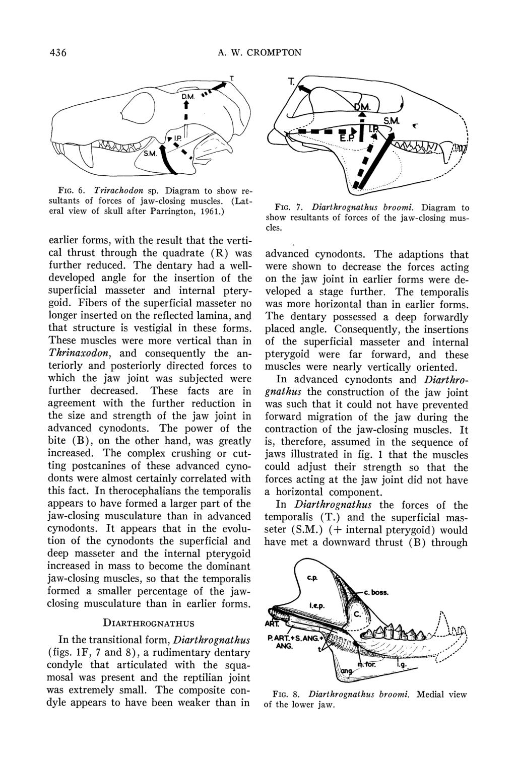 436 A. W. CROMPTON T T t *S.M. SM. 4 FIG. 6. Trirachodon sp. Diagram to show resultants of forces of jaw-closing muscles. (Lateral view of skull after Parrington, 1961.