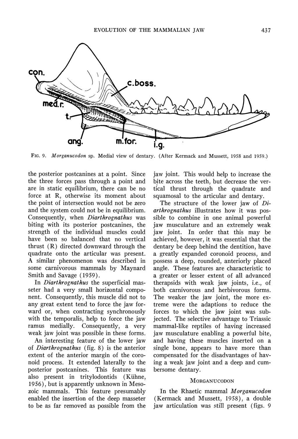 EVOLUTION OF THE MAMMALIAN JAW 437 con. to ang. m.for. i.g FiG. 9. Morganucodon sp. Medial view of dentary. (After Kermack and Mussett, 1958 and 1959.) the posterior postcanines at a point.