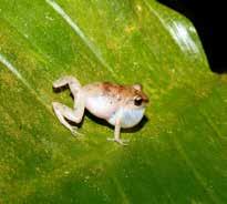 Females will guard the eggs, and after hatching young frogs are immediately independent.