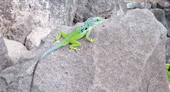 (3) Green tree lizard males