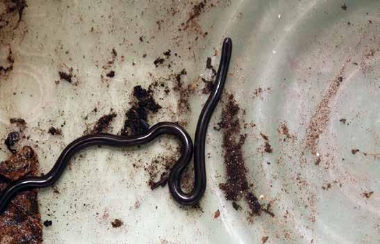 (1) Flowerpot snakes are tiny, if you look closely at the head you can see a