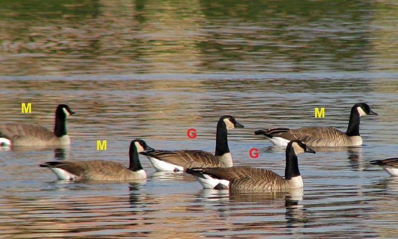 Figure 2. Scottsdale Pavilions, Scottsdale, AZ; 22 Dec. 2007. Giant Canada Goose, B. c. maxima (foreground bird). Note pale breast and large white cheek patch extending to base of bill. Photo/J.P. Smith.