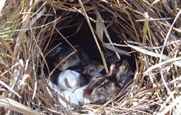 Fall 2002 Hardwoods provide habitat for quail nest predators. Photo by Jim Solomon, Nature Photograpy of America.