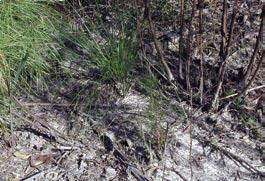 However, annual fire may not be possible on sites without the presence of perennial grasses. A common recommendation prior to planting longleaf is to prepare the site using broadspectrum herbicides.