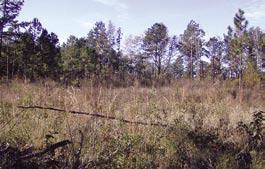 Our goal for this research was to achieve reasonable longleaf establishment in patches small enough not to interfere with quail hunting activities and without sacrificing our ability to burn to