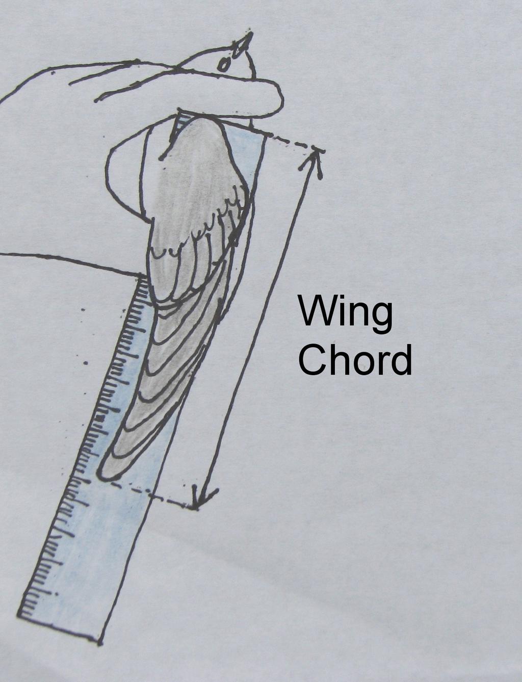 The Importance of the Wing Chord: Measuring a nestling Tree Swallow s wing chord is one way to determine its readiness for strong flight upon release.