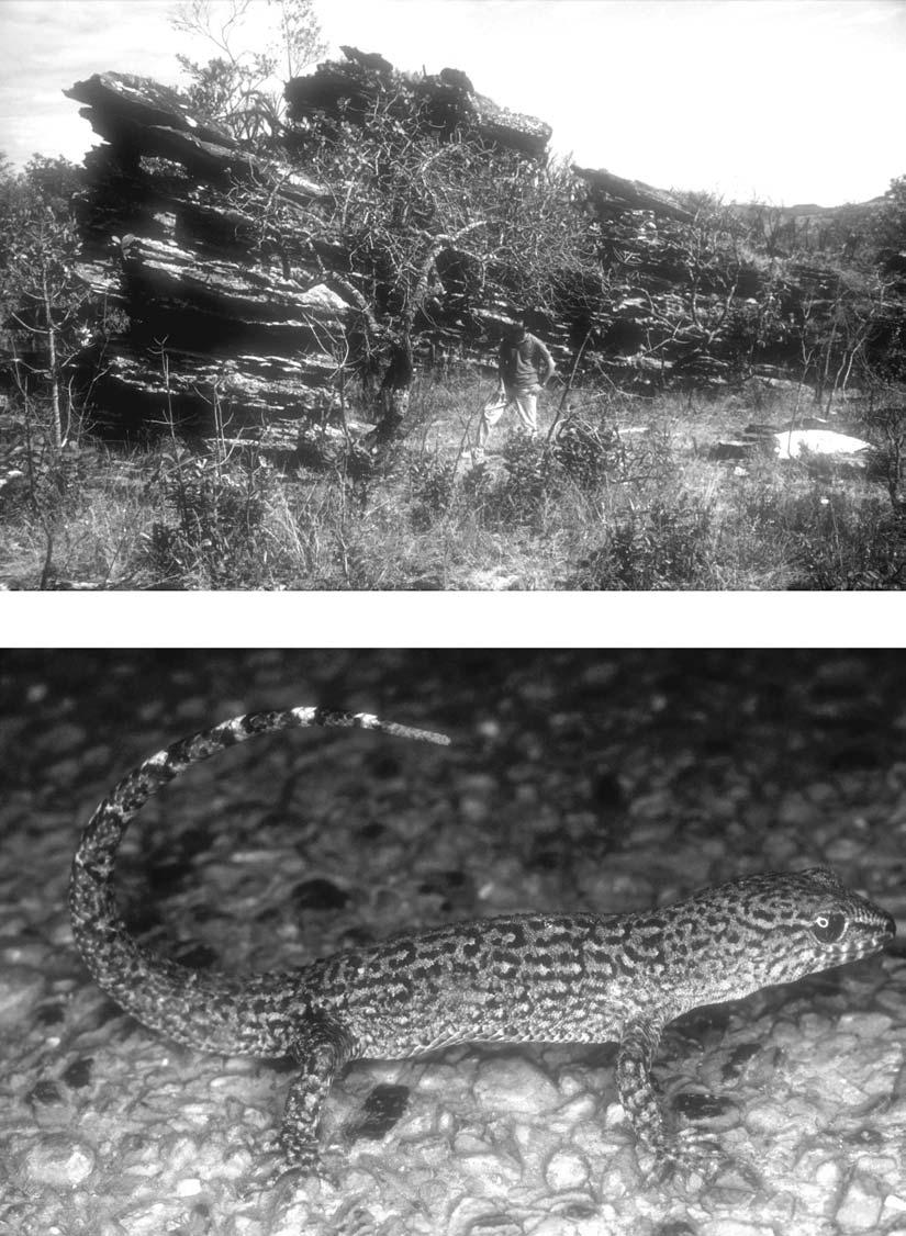 698 G. R. COLLI ET AL. FIG. 1. (Top) Typical habitat of Gymnodactylus geckoides amarali.