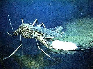 Stage 1: A mosquito s life begins in water.